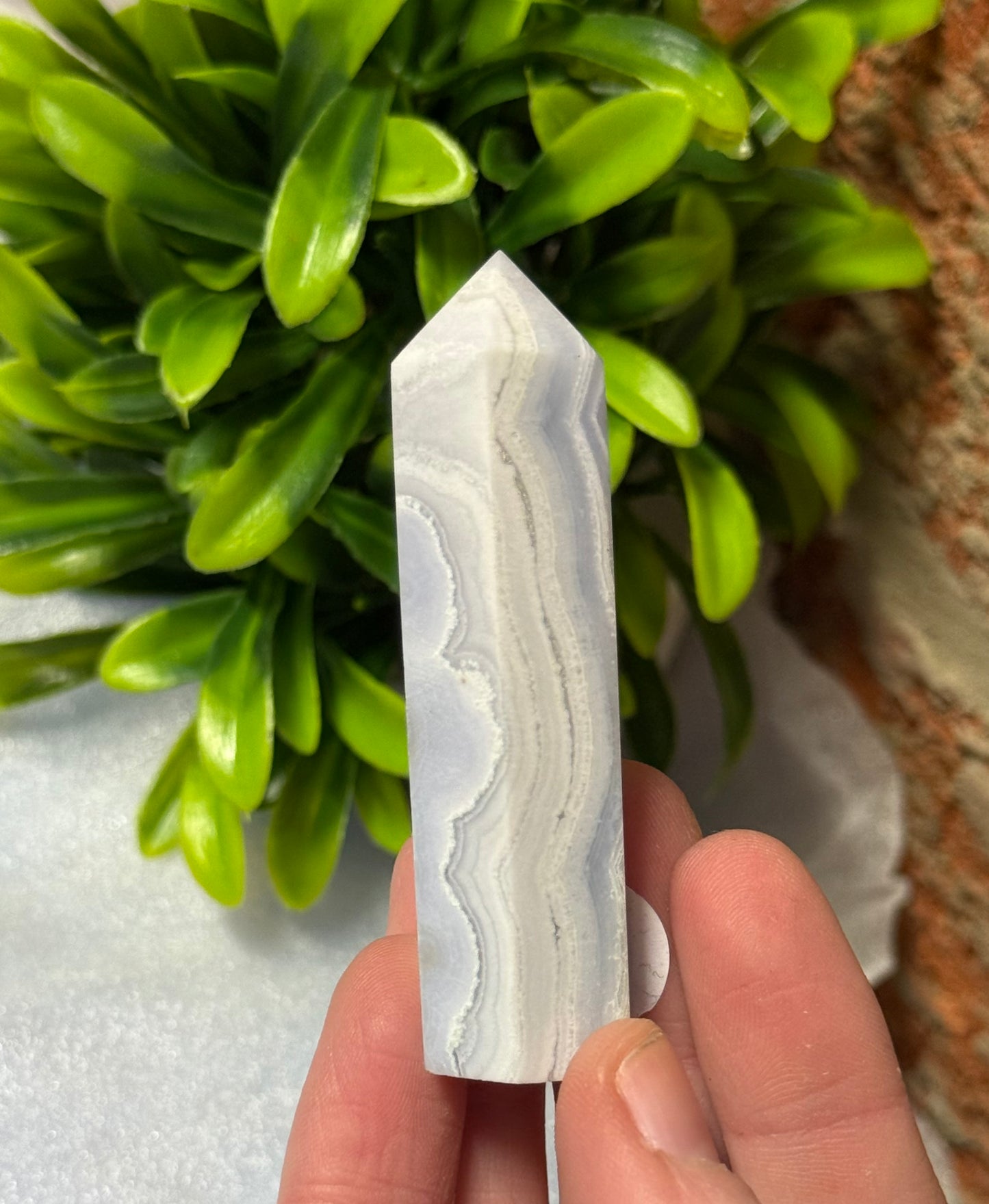 Blue Lace Points