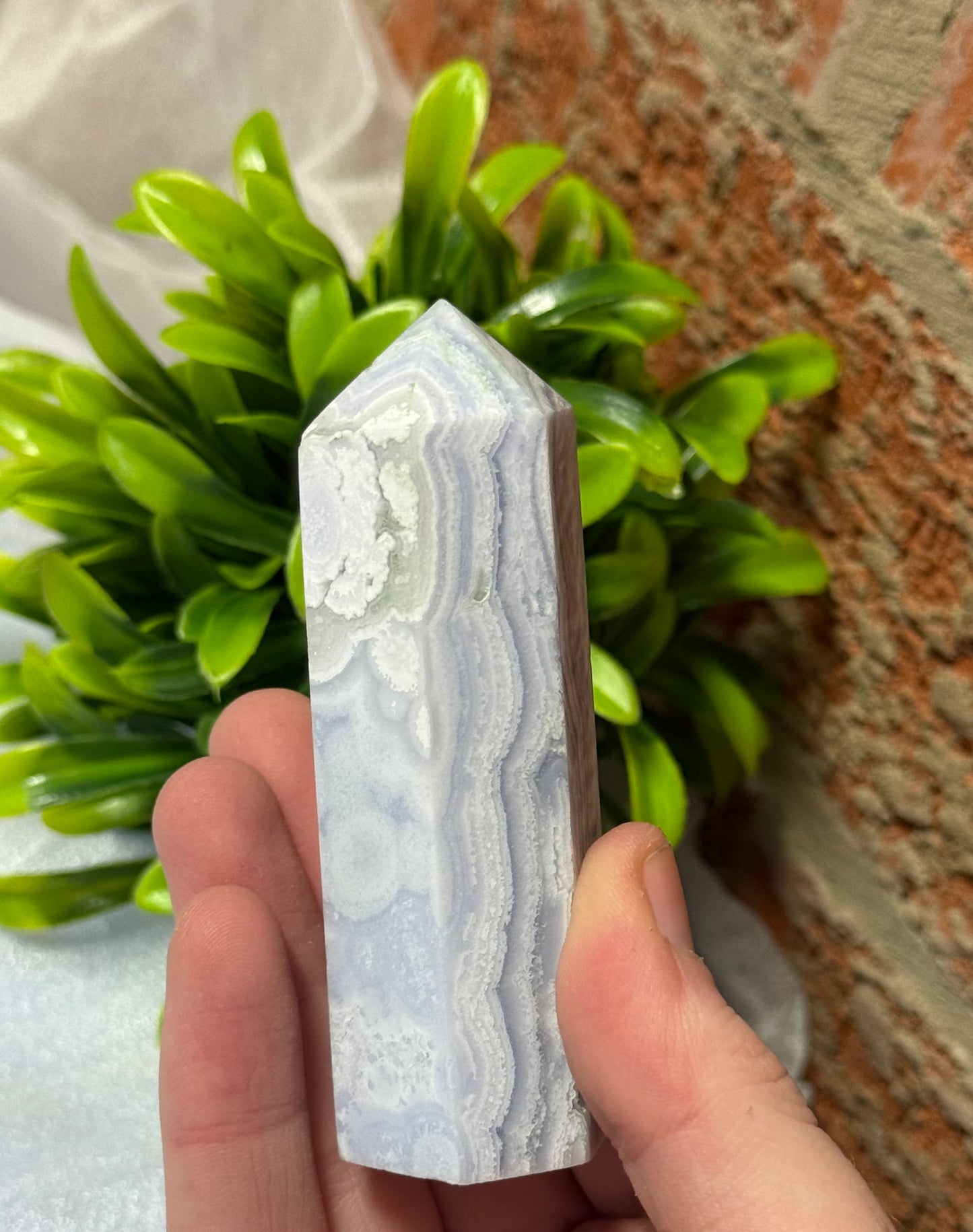 Blue Lace Points