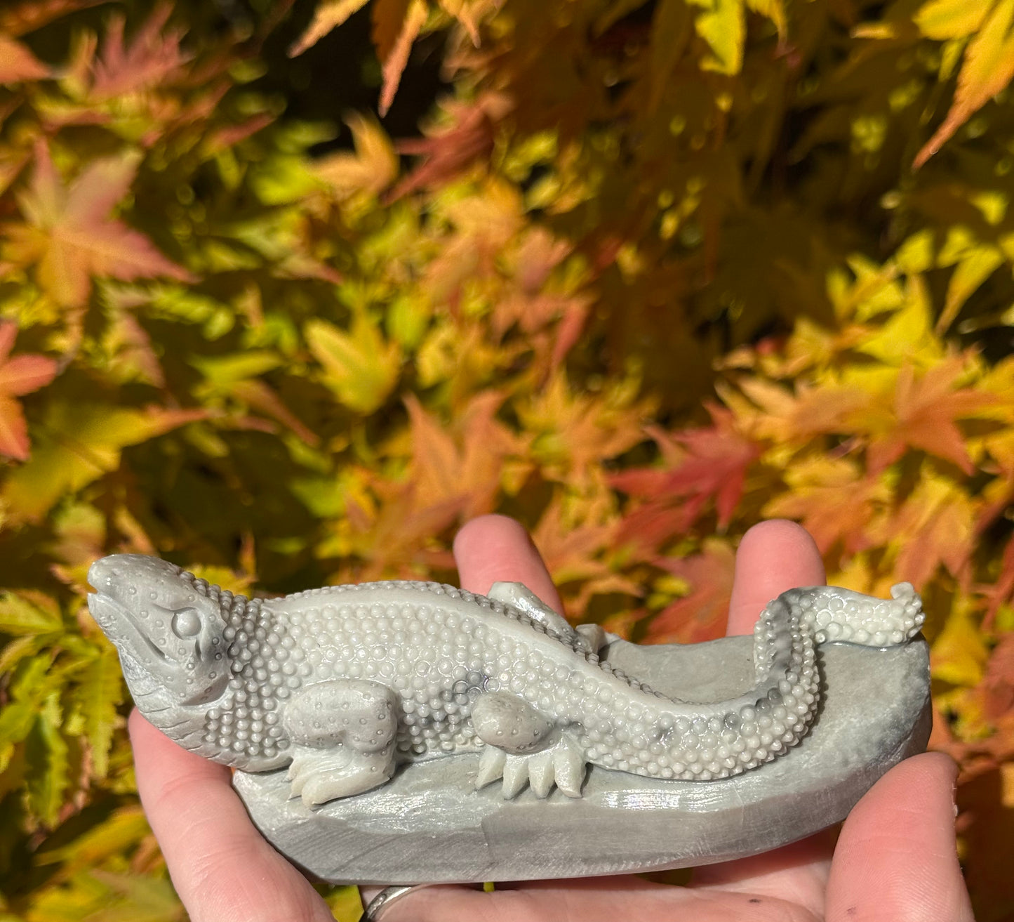Tai Chi Jasper Lizards