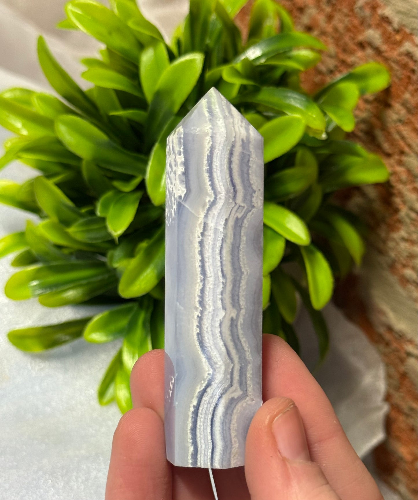 Blue Lace Points