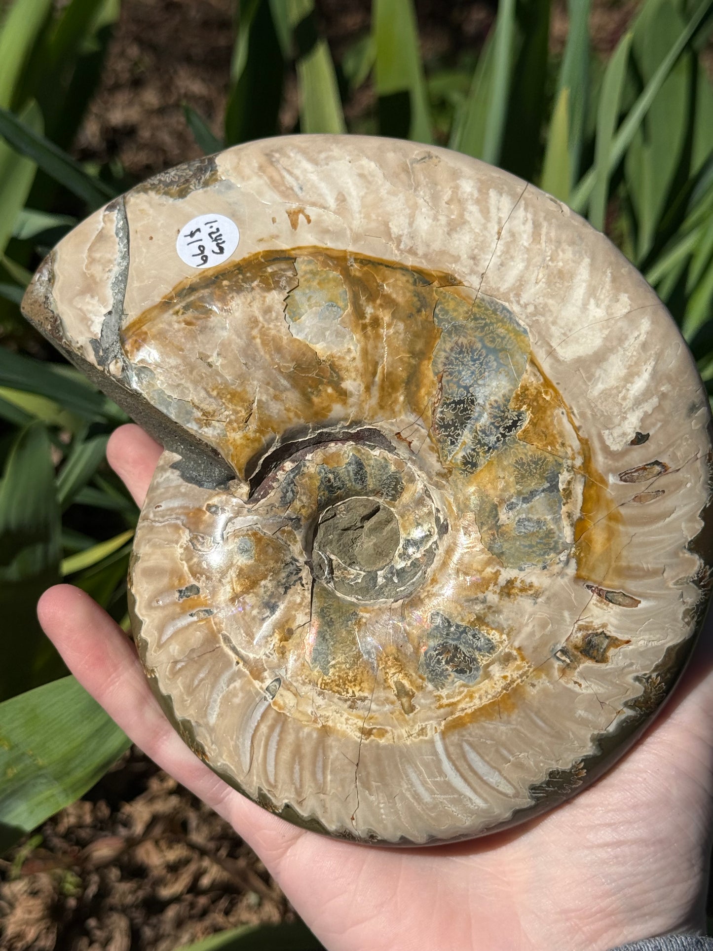 Ammonite