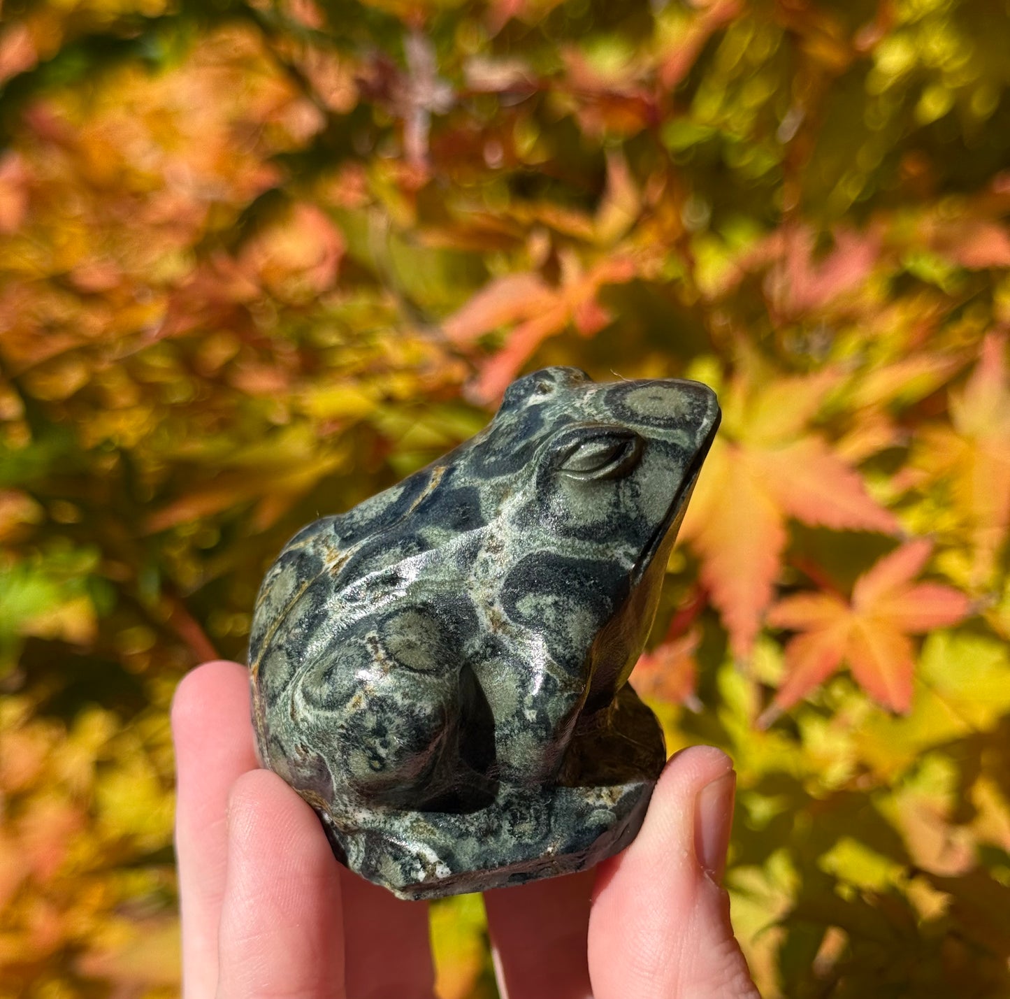 Kambaba Jasper Frog