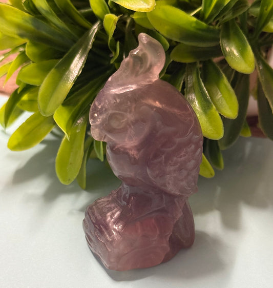 Fluorite Parrot