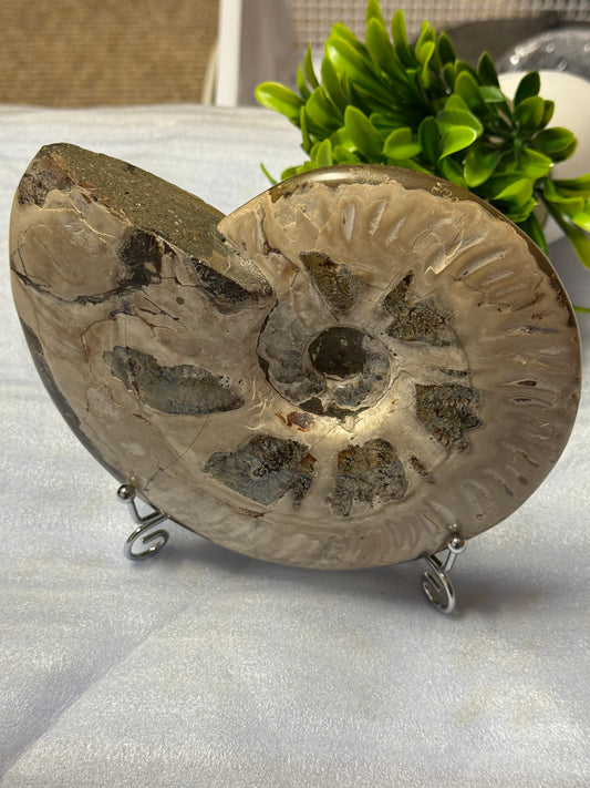 Huge Ammonite Fossil