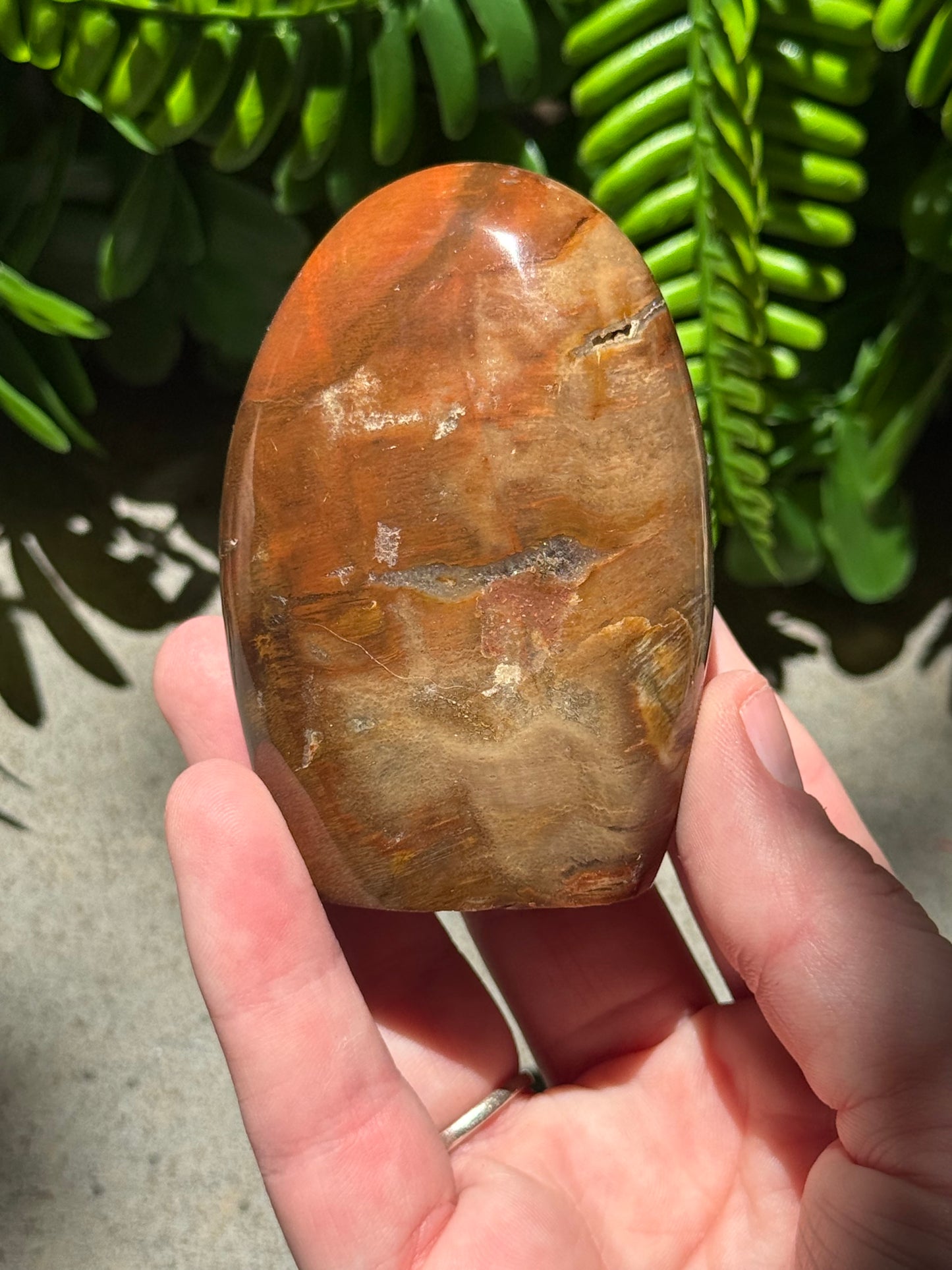 Petrified Wood Standing Freeform’s