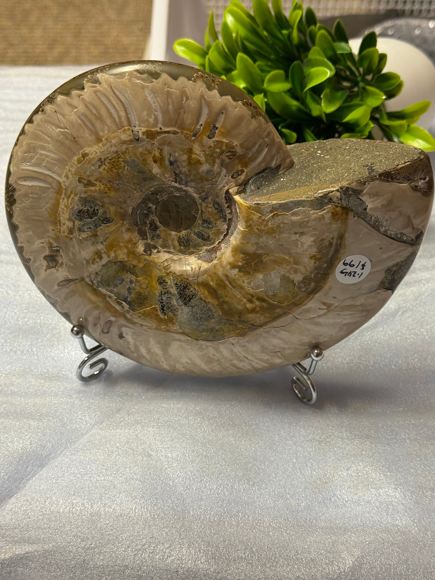 Huge Ammonite Fossil