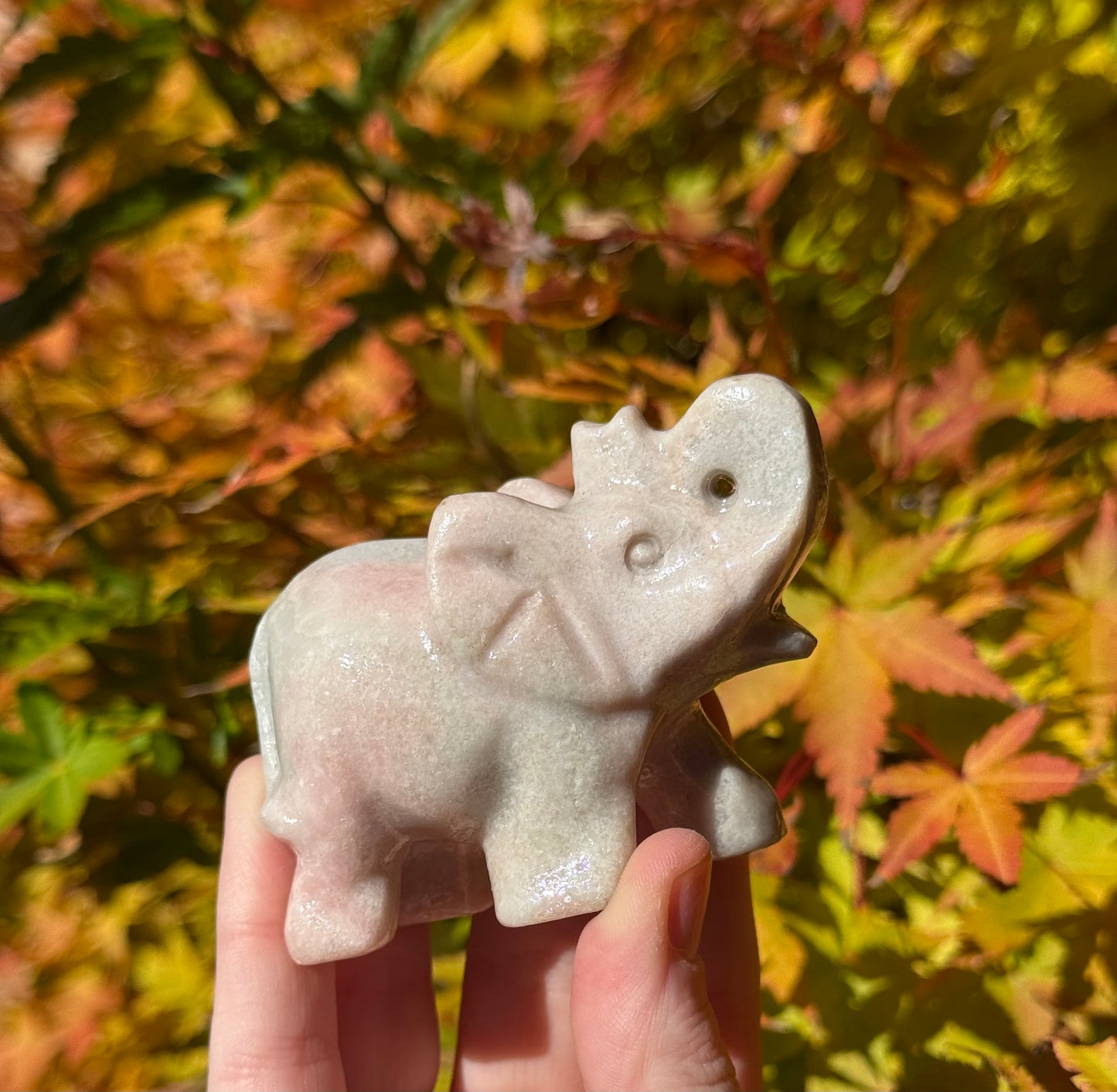 Elephants