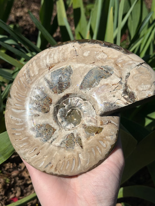 Ammonite