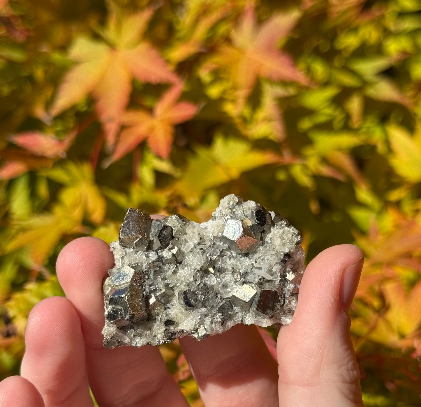 High Grade Pyrite on Quartz #1