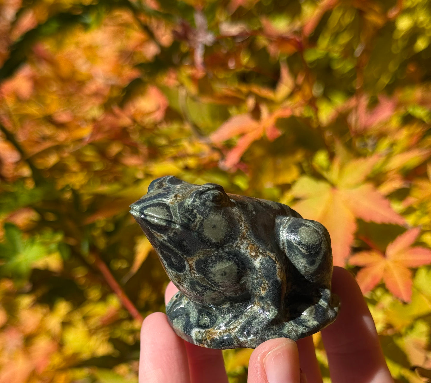 Kambaba Jasper Frog