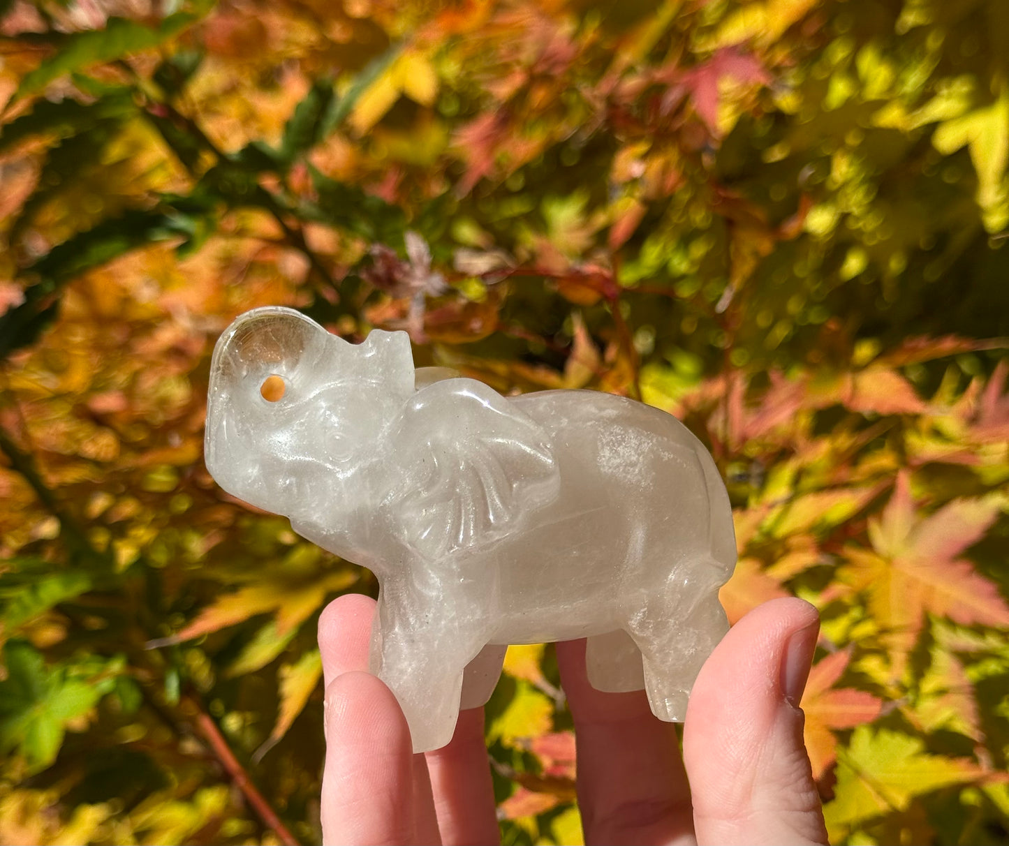 Elephants