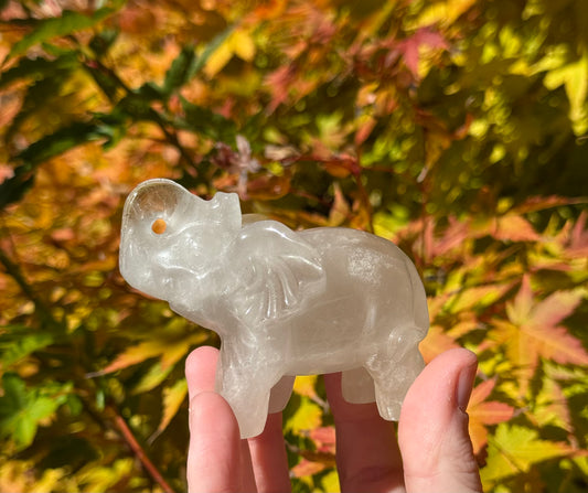 Elephants