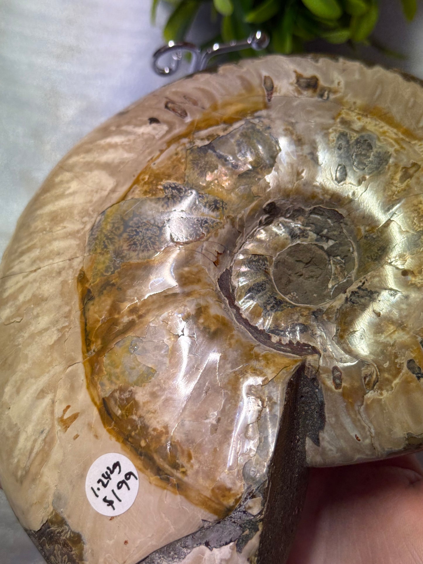 Huge Ammonite Fossil