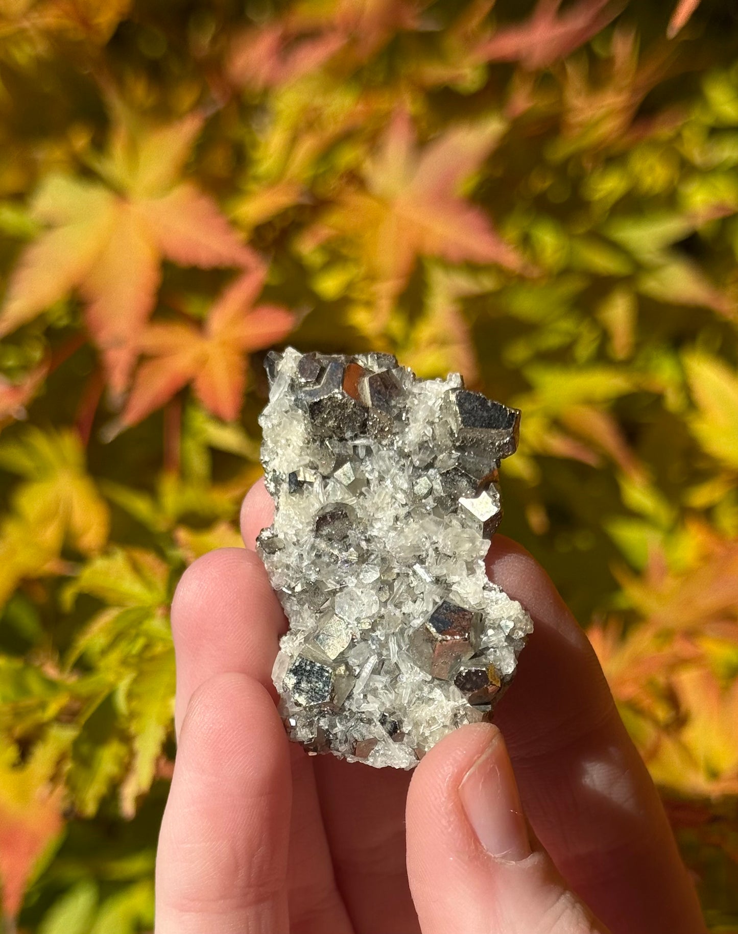 High Grade Pyrite on Quartz #1