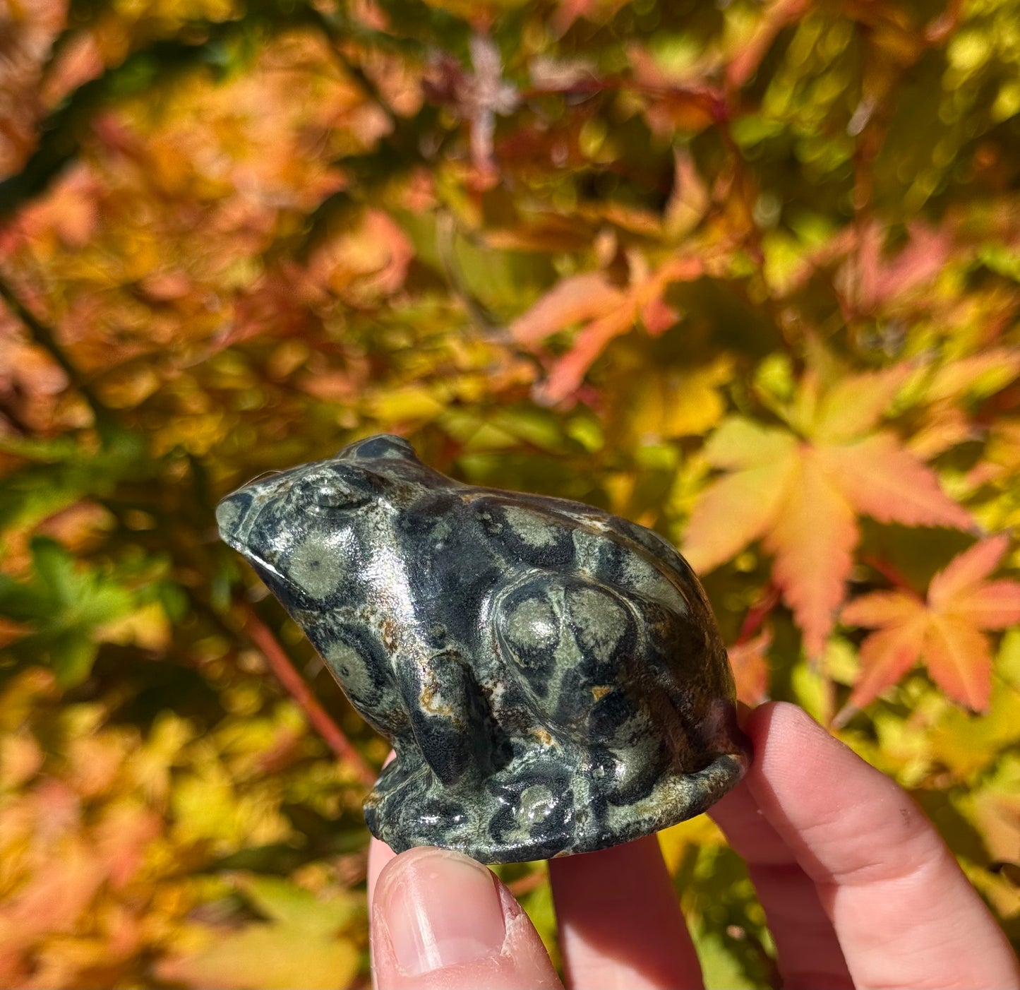 Kambaba Jasper Frog