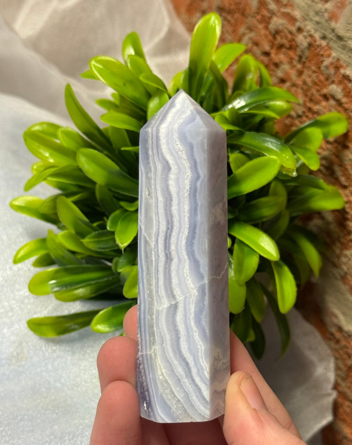 Blue Lace Points