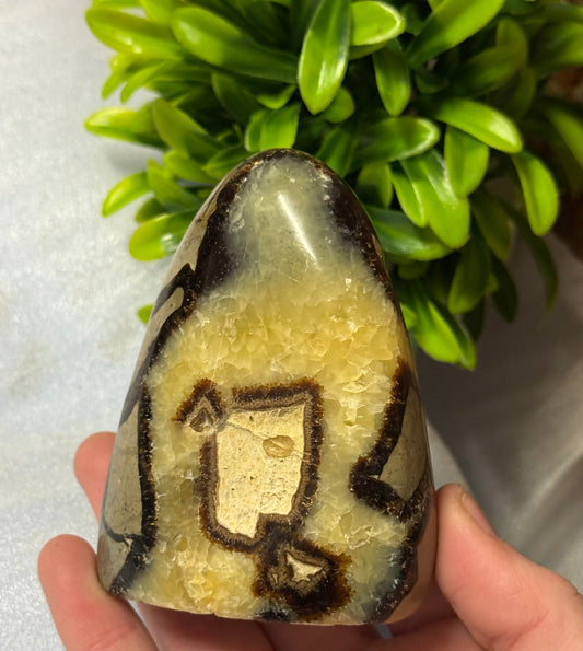 Septarian Freeform