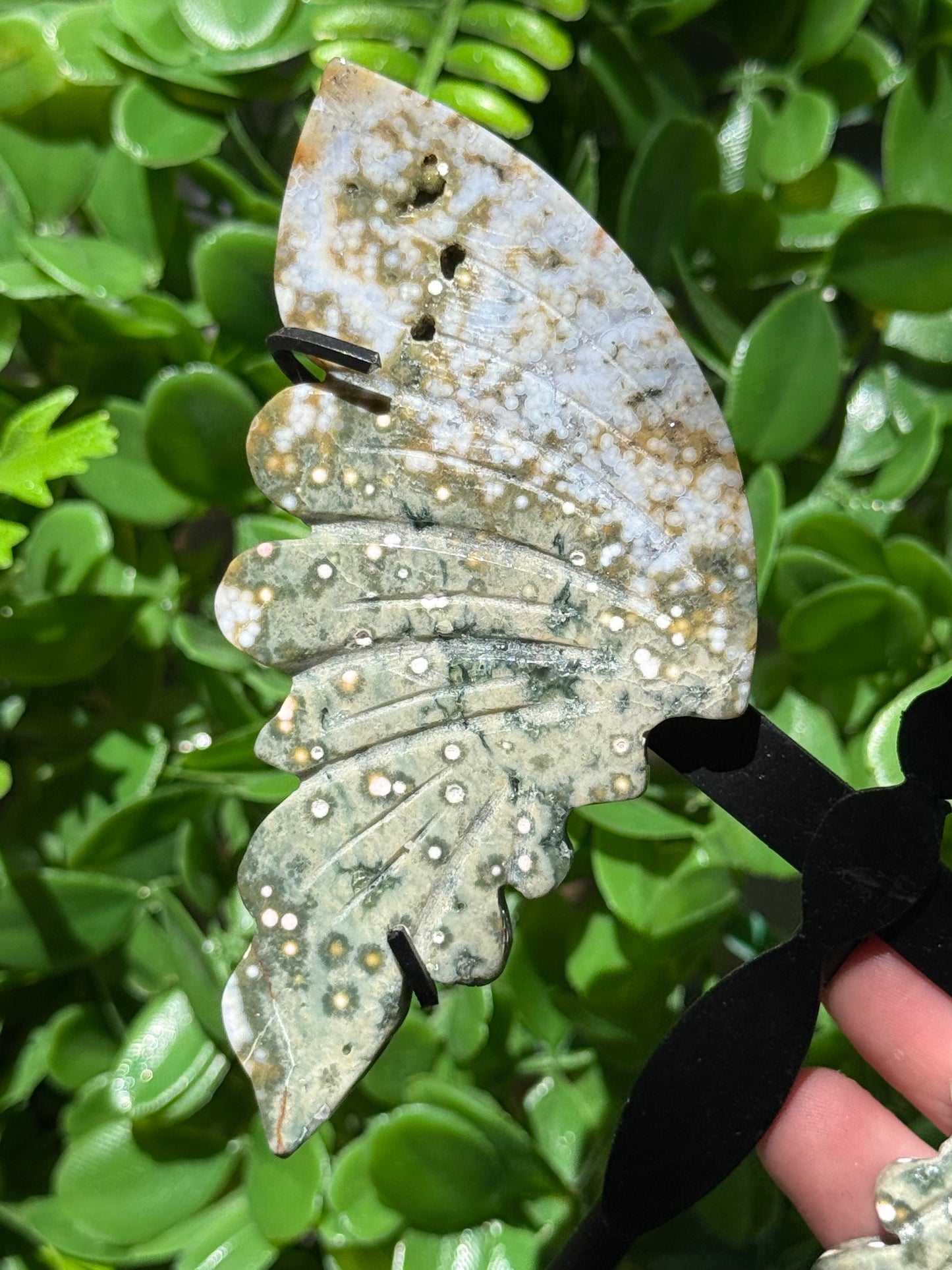 Orbital Ocean Jasper Wings