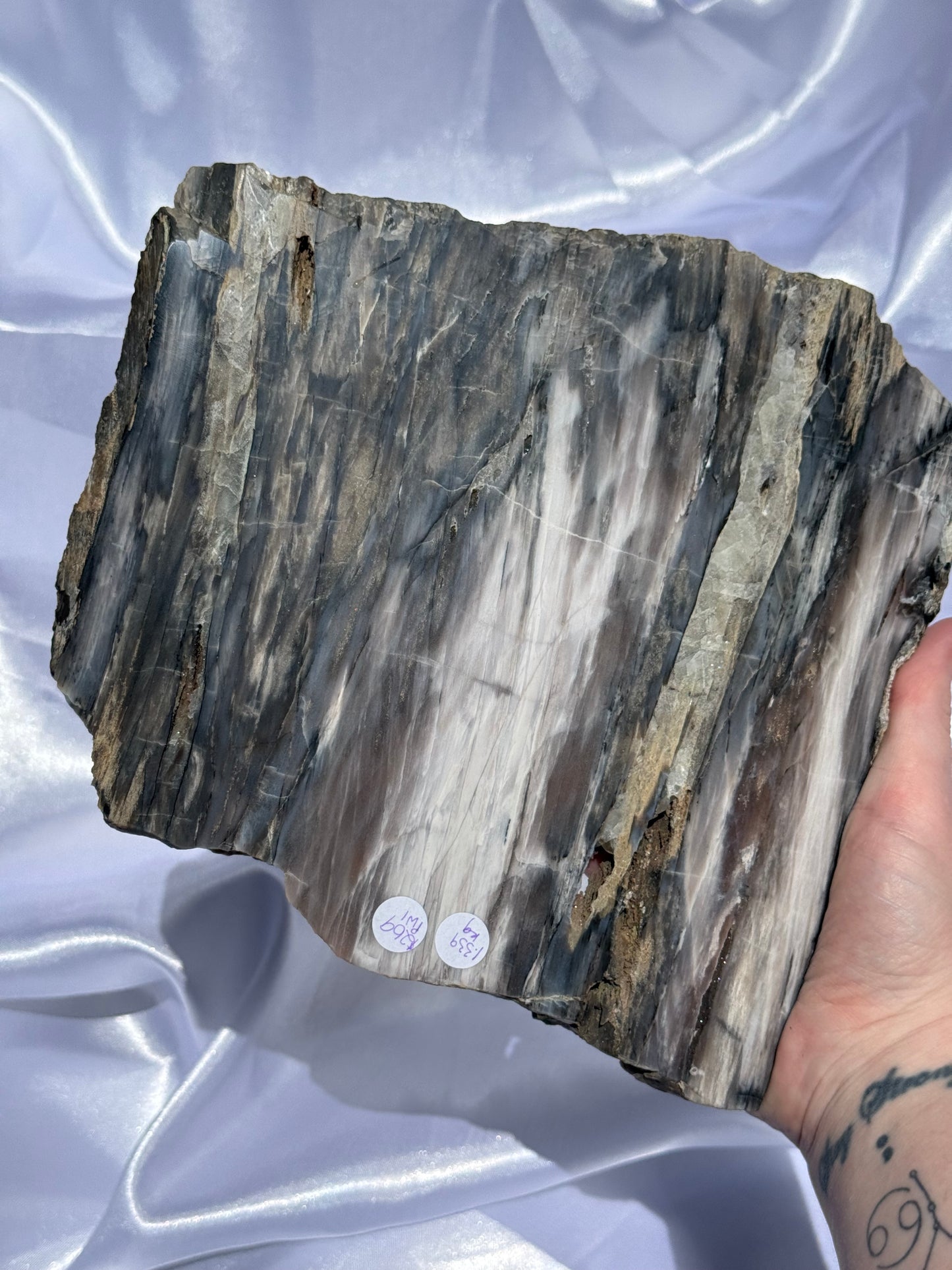 Petrified Wood XL Slab